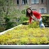 groendak aanleggen
