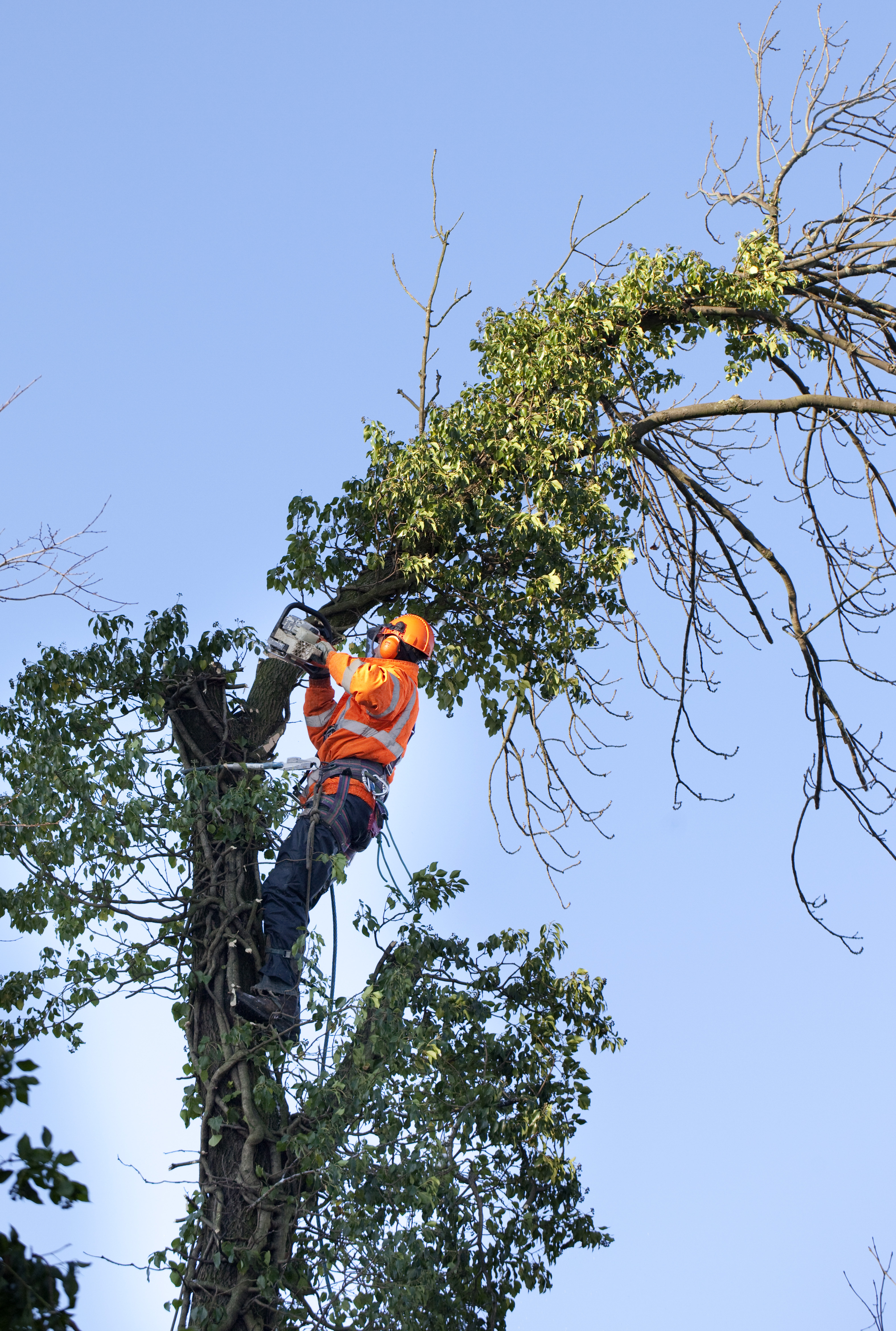 Boom uit tuin verwijderen Boom verwijderen kosten